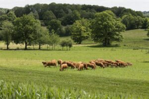 AGRICENTRE DUMAS est spécialisée dans les productions bovines (viandes et lait) et ovines