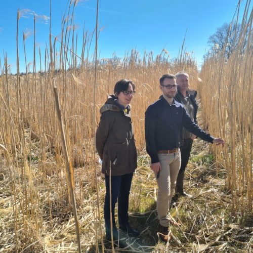 Le miscanthus pour plus d’autonomie en élevage